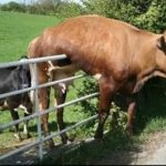 Cow and Gate!
