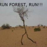 Run Forest, Run!