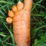 How long is this carrot? A foot? 😀
