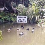 Beware of the Crocs!
