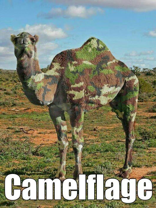 What camel? 😀
