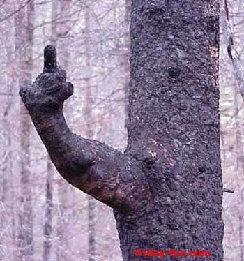 Trees expressing their views on deforestation!