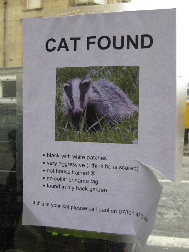Have you lost your cat?