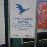 Meanwhile in London, up to Level 5 Goose Warning! 😀
