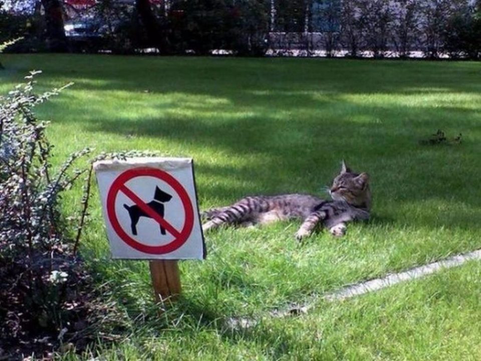 Sod the rules! I'm a bloody cat!😀