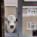 Look it's that nosy cow from next door again! 😀