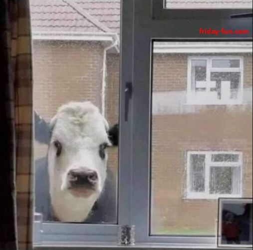 Look it's that nosy cow from next door again! 😀