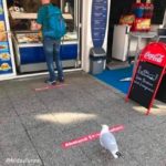 Meanwhile in Plymouth, even the killer seagulls comply! 😀