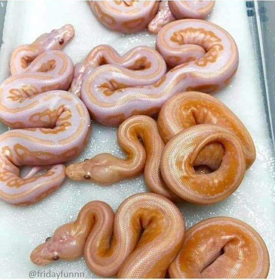 Coolest donuts I've seen for a while! 👍