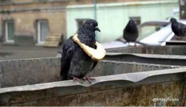 A pigeon displaying the latest lockdown symbol of status! 😃