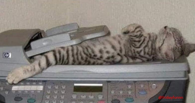 Is that a Copy Cat or a Cat Scan?