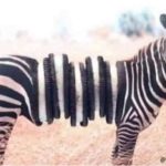 How a lion sees a zebra! 😀