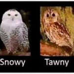 A useful guide to British owls! 😀