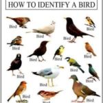 How to identify a bird! 😀