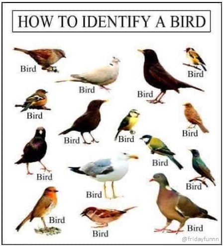 How to identify a bird! 😀