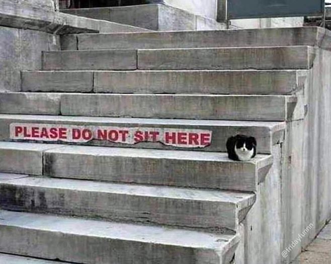 Are there ANY rules that cats follow? 😀