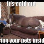 Winter is coming. Look after those pets! 😀