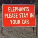 Didn't even realise elephants could drive! 😀