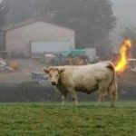 Cow fart